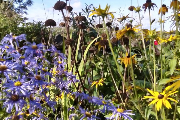 garden flowers 2