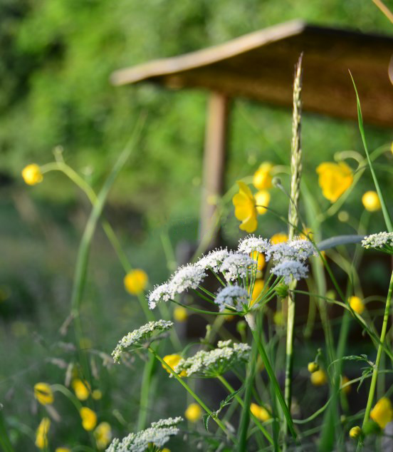 Flowers in meadow