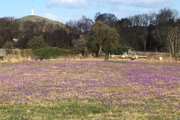 crocuses