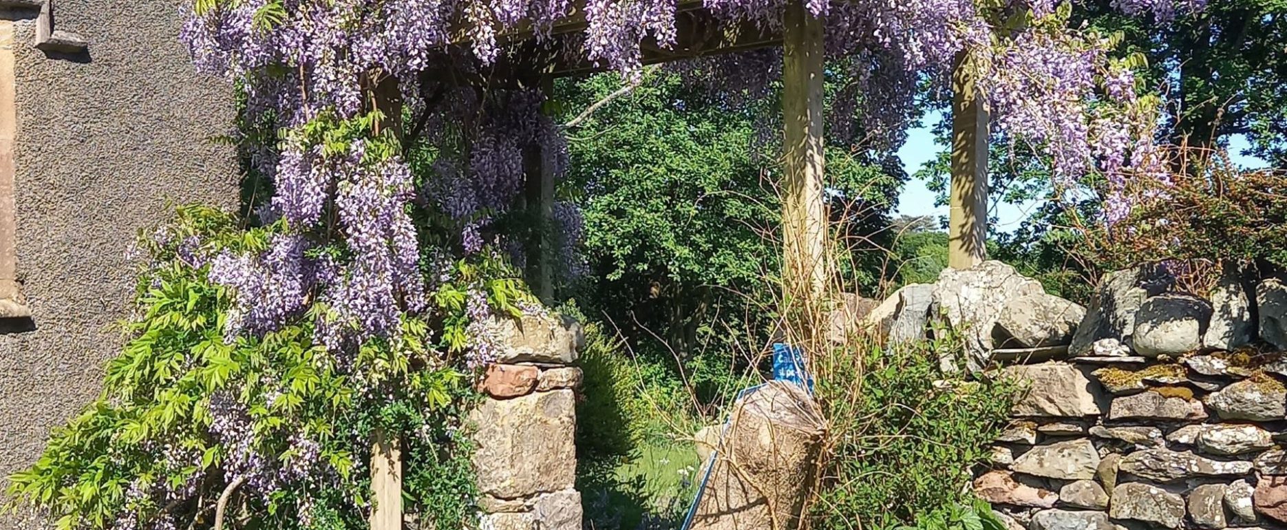 Wisteria in the Swarthmoor Hall garden